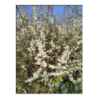 blackthorn