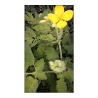 greater celandine