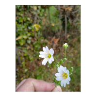 greater stitchwort