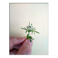 hairy bittercress