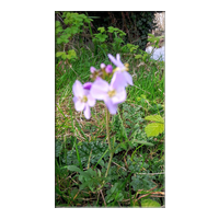 lady's smock