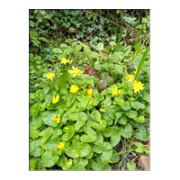 lesser celandine