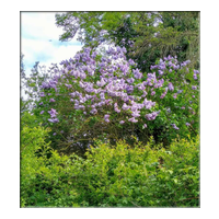 lilac