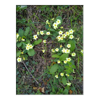 primrose