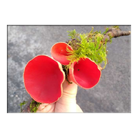scarlet elf cup