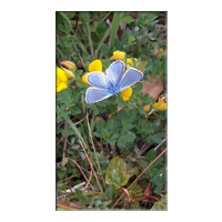 blue butterfly