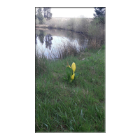 skunk cabbage