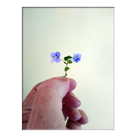 speedwell