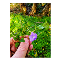violet