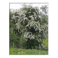 whitethorn