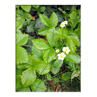 wild strawberry