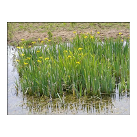 yellow flag iris