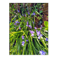 bluebell