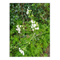cow parsley