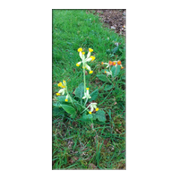 cowslip