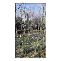 daffodils