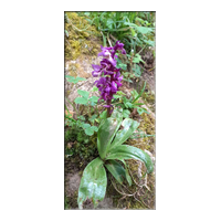 Early purple orchid