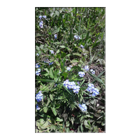 forget me not