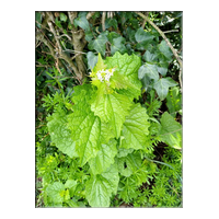garlic mustard